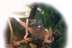 Ветеринарная клиника Animals, с рейтингом 3.6 - находится по адресу Республика Башкортостан, Уфа, Максима Горького, 40 