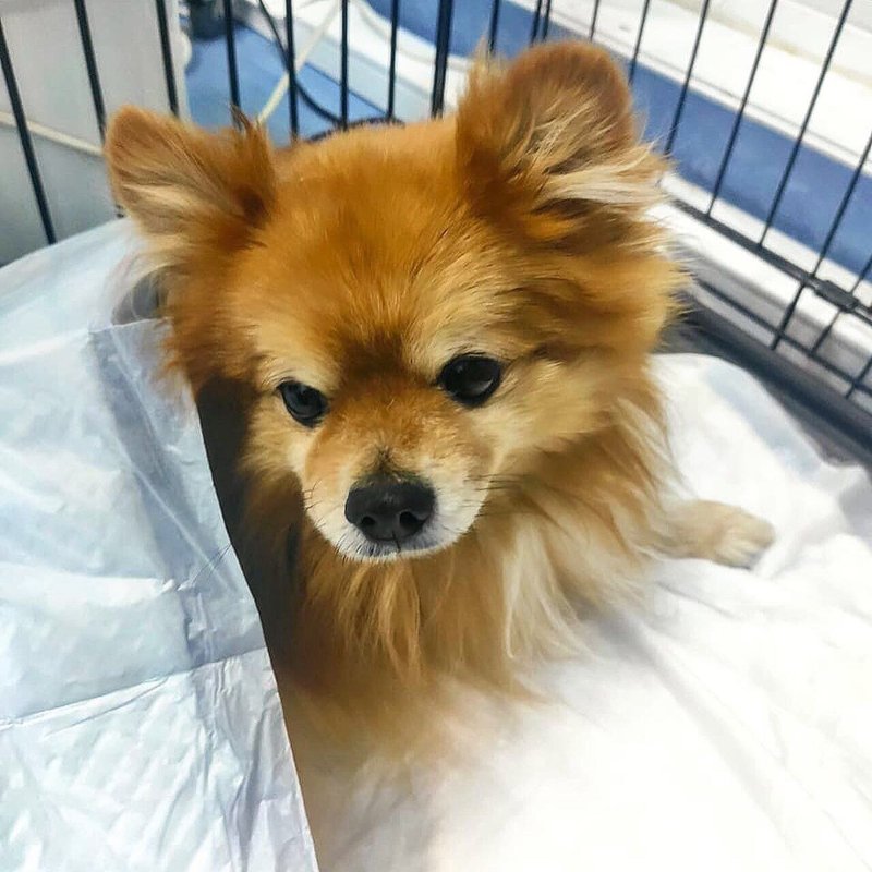 Центр томографии для животных ВетЦентрСТ на Складочной улице - отзывы ...