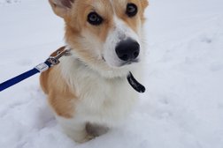 Многопородный питомник Гордость Дарны, с рейтингом 4.1 - находится по адресу Московская область, пгт Нахабино, Вокзальная улица, 1 