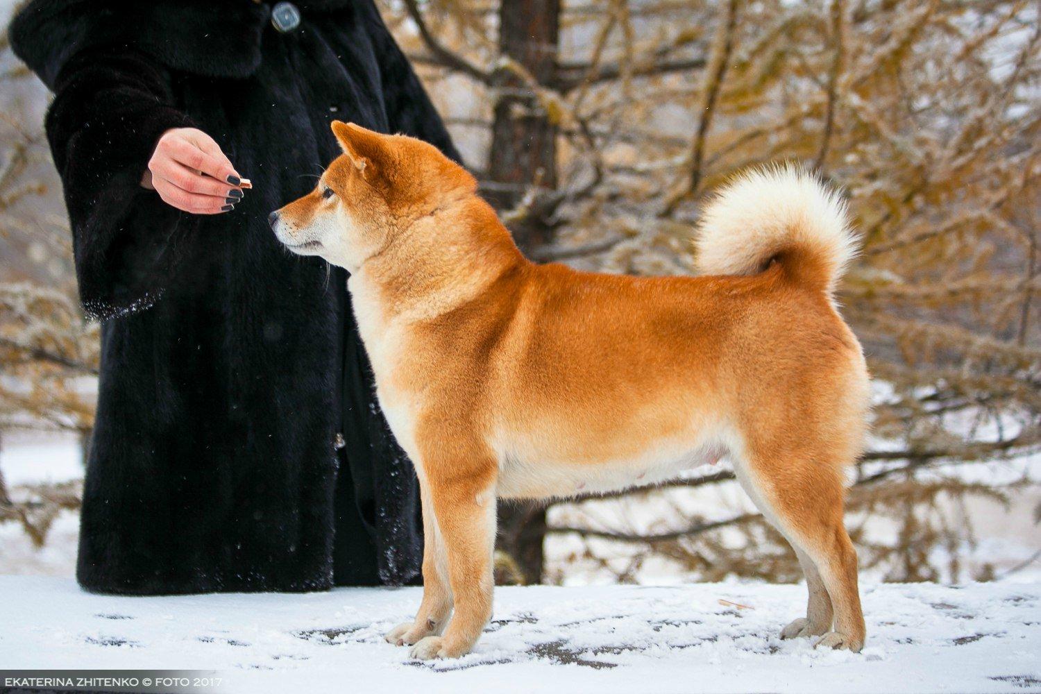 Питомник челябинск