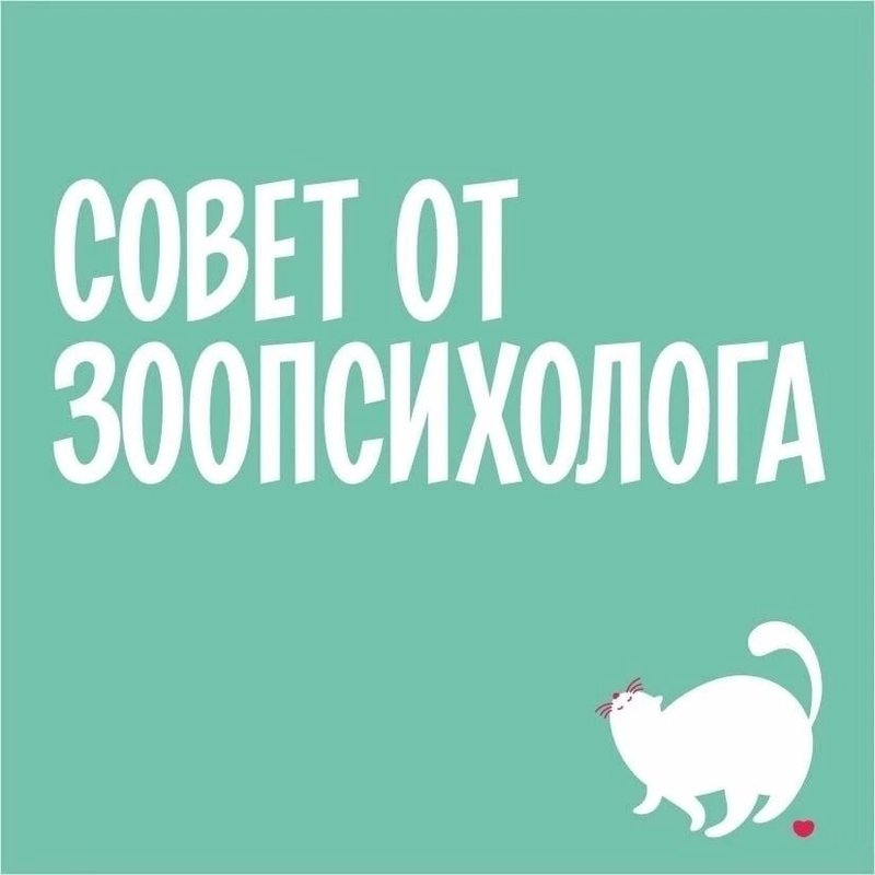 Зоопсихолог для кошек