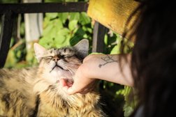 Зоогостиница на проспекте Чулман, 21, с рейтингом 3.2 - находится по адресу Республика Татарстан, Набережные Челны, проспект Чулман, 21 