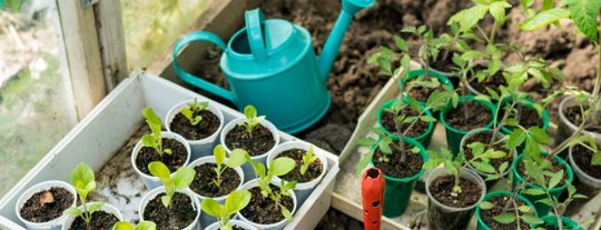 Лунный посевной календарь на март 2026: благоприятные и неблагоприятные дни для посадки семян