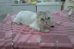 Ветеринарная клиника МедВедица, с рейтингом 3.2 - находится по адресу Иваново, Лухская улица, 12 