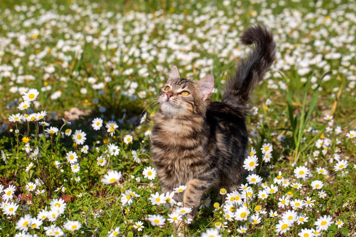 Фото кота на природе