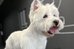 Груминг-салон BARBERDOG, с рейтингом 3.7 - находится по адресу Воронеж, набережная Максима Горького, 49Б 