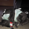 фото от пользователя Оксана в отзыве о ветеринарной клинике Zoohospital на улице Верхние Поля