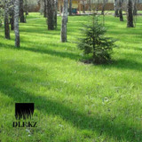 фотография DLF Trifolium