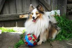 Ветеринарный кабинет №1, с рейтингом 3.5 - находится по адресу Екатеринбург, улица Степана Разина, 79 