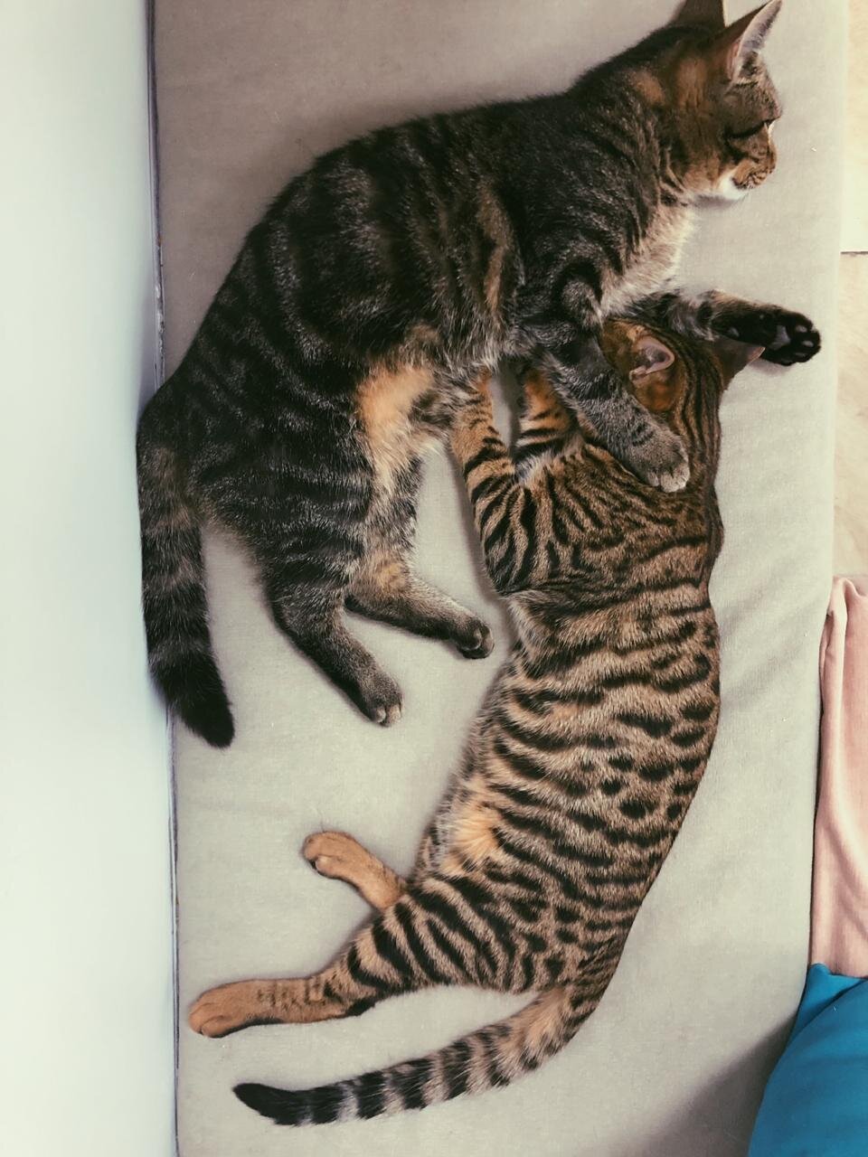 Рядом, ветеринарная клиника по адресу Москва, Зеленоград, Зеленоград ...