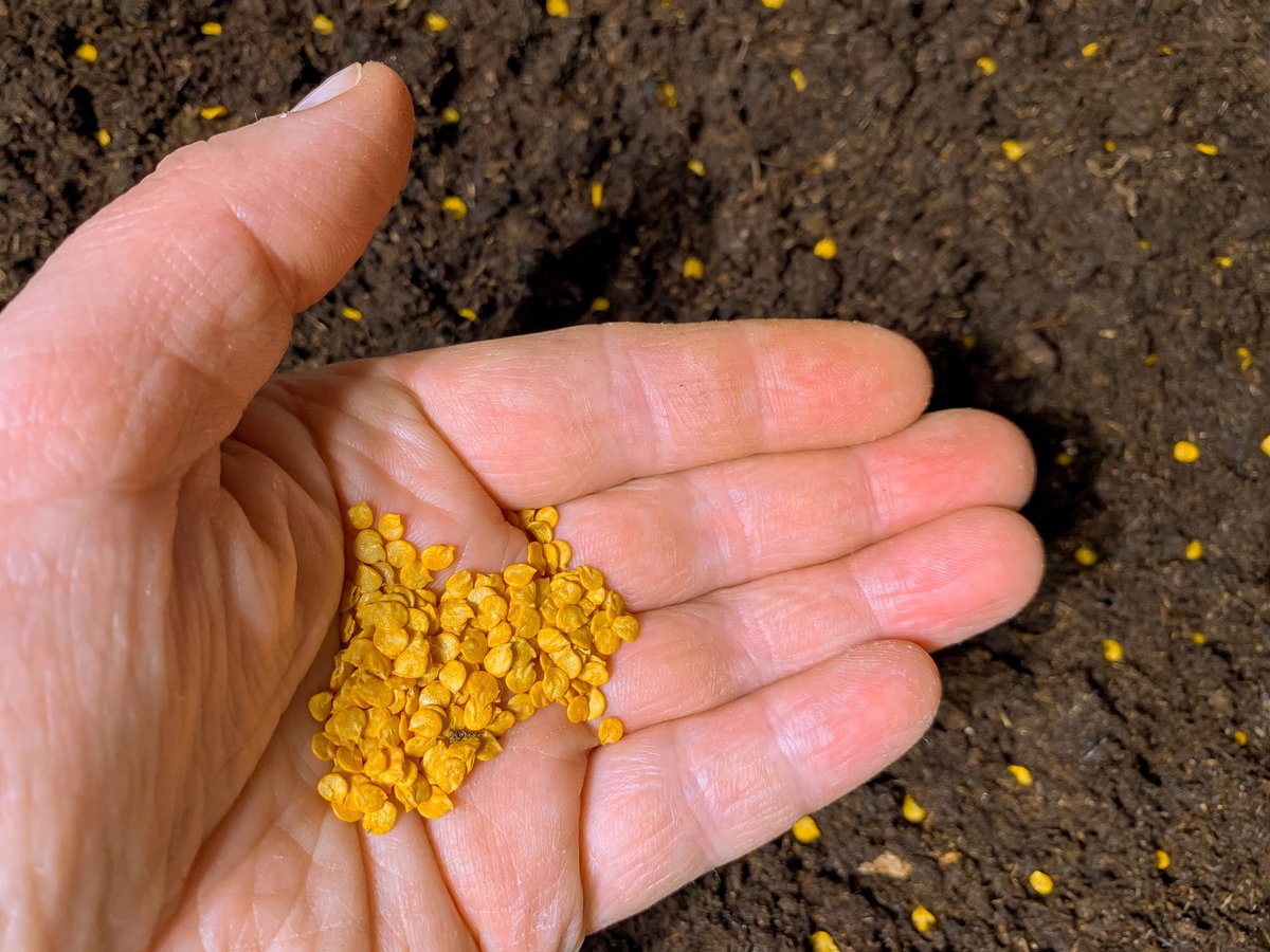 Семена перца