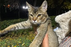 Питомник абиссинских котят NokkeyN, с рейтингом 4.8 - находится по адресу Алматы 