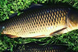 Магазин рыболовных товаров Золотая рыбка, с рейтингом 5 - находится по адресу Алматы, 4-й микрорайон, 27А 