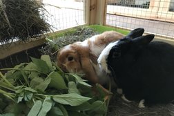 Зоогостиница для кроликов Rabbits hotel, с рейтингом 5 - находится по адресу Московская область, д. Болтино, Центральная улица, 16 