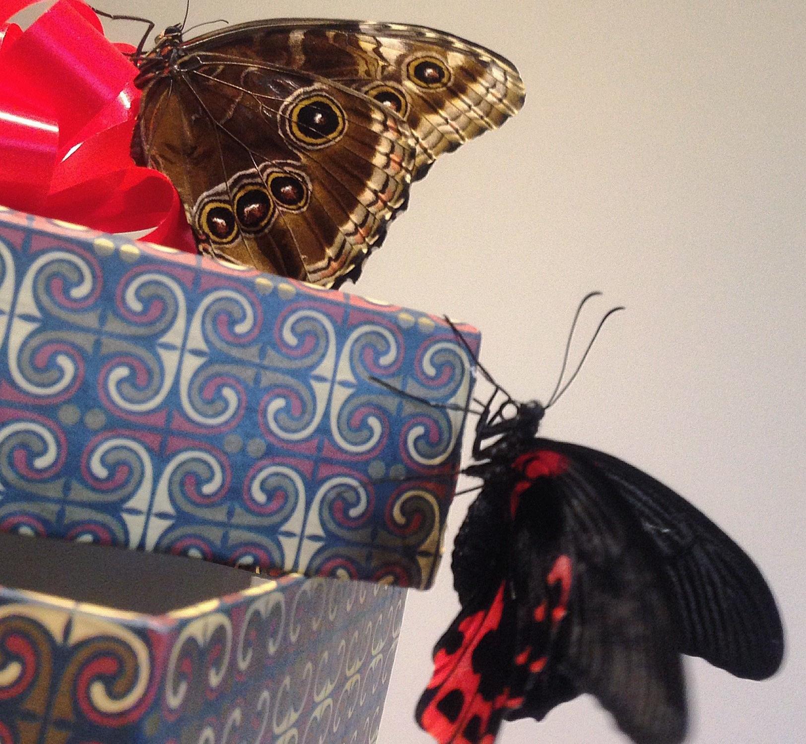 Бабочки в спб живые. Коробка с живыми бабочками. Живые бабочки в подарок. Живые бабочки в коробке. Санкт-Петербург бабочки живые.