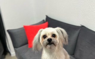 фотография работы ветеринара Ольги Туевой
