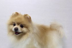 Студия стрижки собак, с рейтингом 1.5 - находится по адресу Челябинск, шоссе Металлургов, 24а 