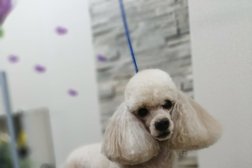 Груминг-салон Дог Стиль, с рейтингом 3.3 - находится по адресу Красноярск, Светлогорская улица, 35а к2 