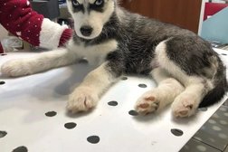 Ветеринарная клиника Гармония, с рейтингом 4.5 - находится по адресу Калуга, Тульская улица, 20 