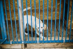 Школа дрессировки Wise Animal, с рейтингом 4.7 - находится по адресу Республика Башкортостан, с. Загородный, улица 60 лет Победы, 1 