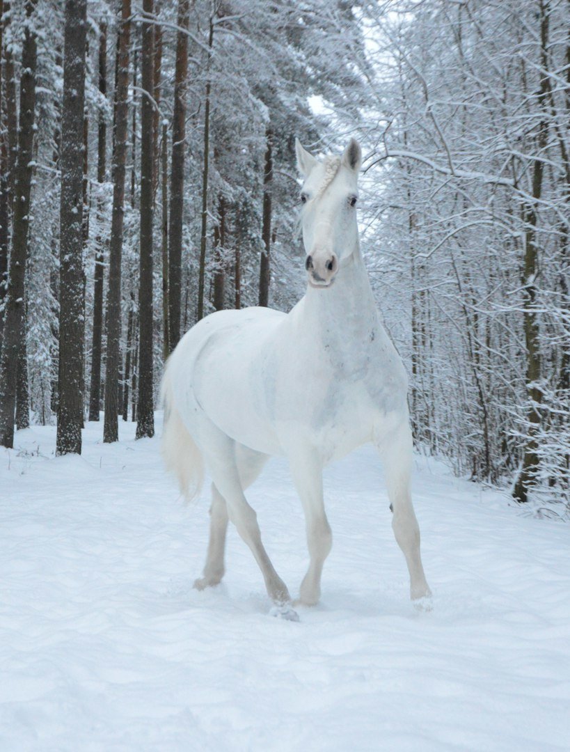 Конный клуб и мини-зоопарк на Фронтовой улице в Стрельне: отзывы, фото ...