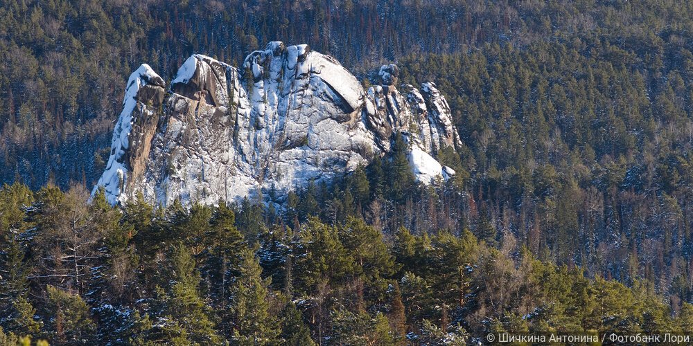 Вид на заснеженные горы и лес