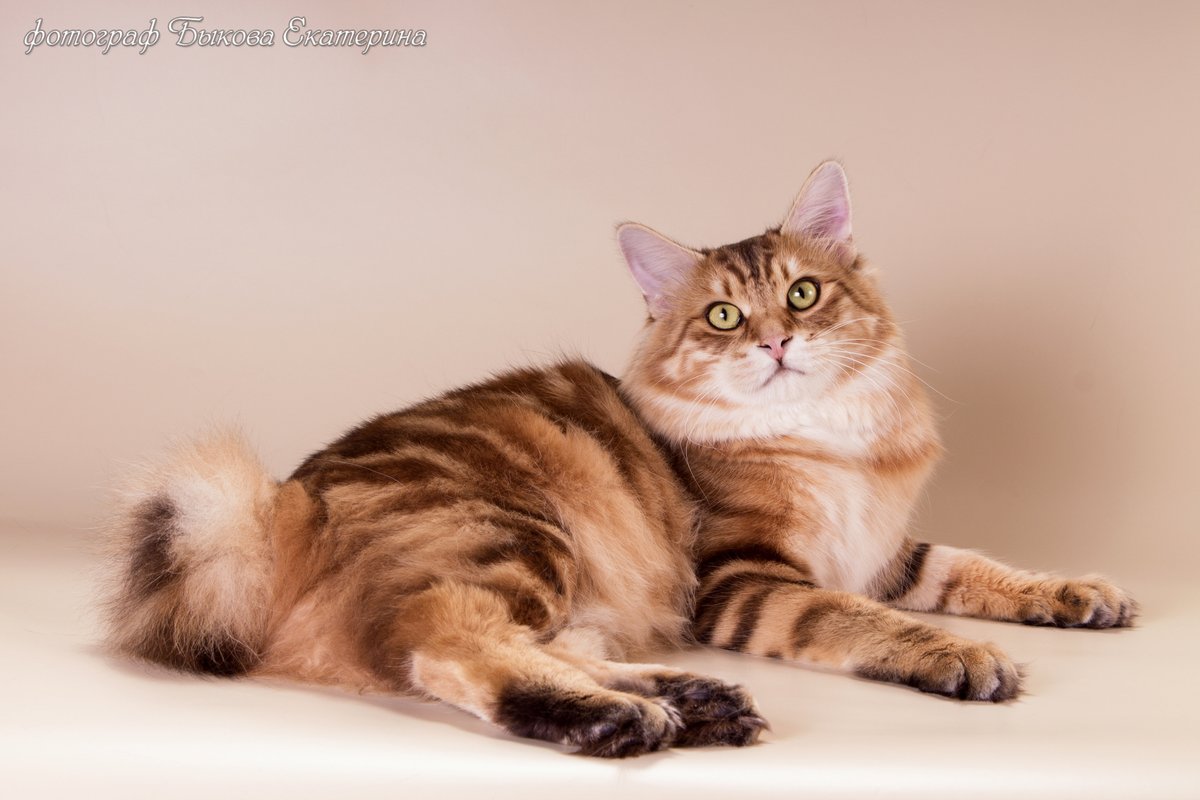 фотография Питомника курильских бобтейлов Moy Meow в Реутове