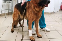 Ветеринарный кабинет Мокрый нос, с рейтингом 3.2 - находится по адресу Калининград, Шахматная улица, 4в 