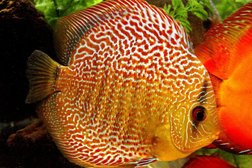 Зоомагазин Природа, с рейтингом 4.4 - находится по адресу Ярославль, проспект Авиаторов, 88 