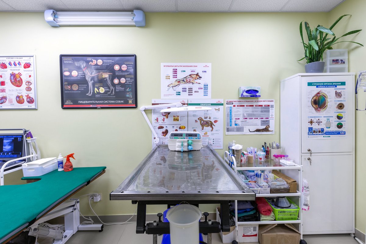 Фауна, ветеринарная клиника на улице Шишкова в Воронеже - отзывы, фото ...