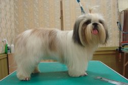 Ветеринарная клиника Bonita, с рейтингом 3 - находится по адресу Московская область, Подольск, микрорайон Климовск, Школьная улица, 13Б 