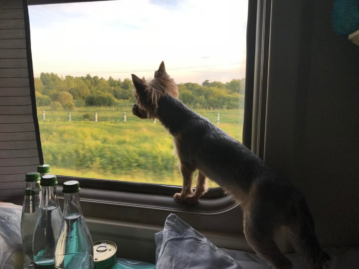 Маленькая собака смотрит в окно движущегося поезда