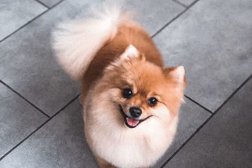 Зоосалон Groominn, с рейтингом 3.5 - находится по адресу Новосибирск, Военная, 9/1 