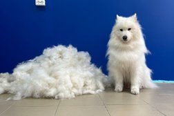 Груминг-студия Александры Кибиревой, с рейтингом 4.9 - находится по адресу Московская область, Балашиха, улица Солнечная, 2а 