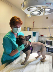 Ветеринарный гастроэнтеролог, ветеринарный врач-терапевт Ольга Андреевна Алешина