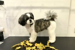 Студия груминга Bomondgroom, с рейтингом 3.6 - находится по адресу Тольятти, улица 40 лет Победы, 88 