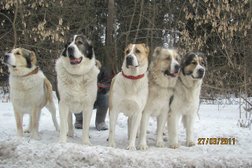 Питомник среднеазиатских овчарок и немецких шпицев Страйк лайф, с рейтингом 4 - находится по адресу Москва, Щербаковская, 58а 