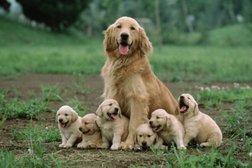 Выездная ветеринарная клиника Айболит, с рейтингом 5 - находится по адресу Саратов, улица имени В.И. Лебедева-Кумача, 70 