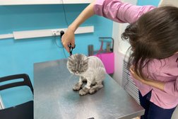 Ветеринарная клиника Веста Вет, с рейтингом 3.4 - находится по адресу Тольятти, Карла Маркса, 49 