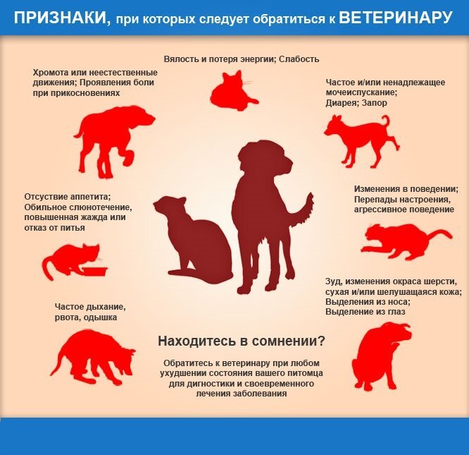 фотография Скорой ветеринарной помощи Vet-skoraya24/7