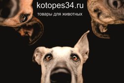 Зоомагазин Котопёс, с рейтингом 4.3 - находится по адресу Волгоград, Рабоче-Крестьянская улица, 9 