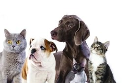 Ветеринарная клиника БАРС, с рейтингом 5 - находится по адресу Липецкая область, городской округ Липецк, Октябрьский округ, 398000, улица Стаханова, 44 