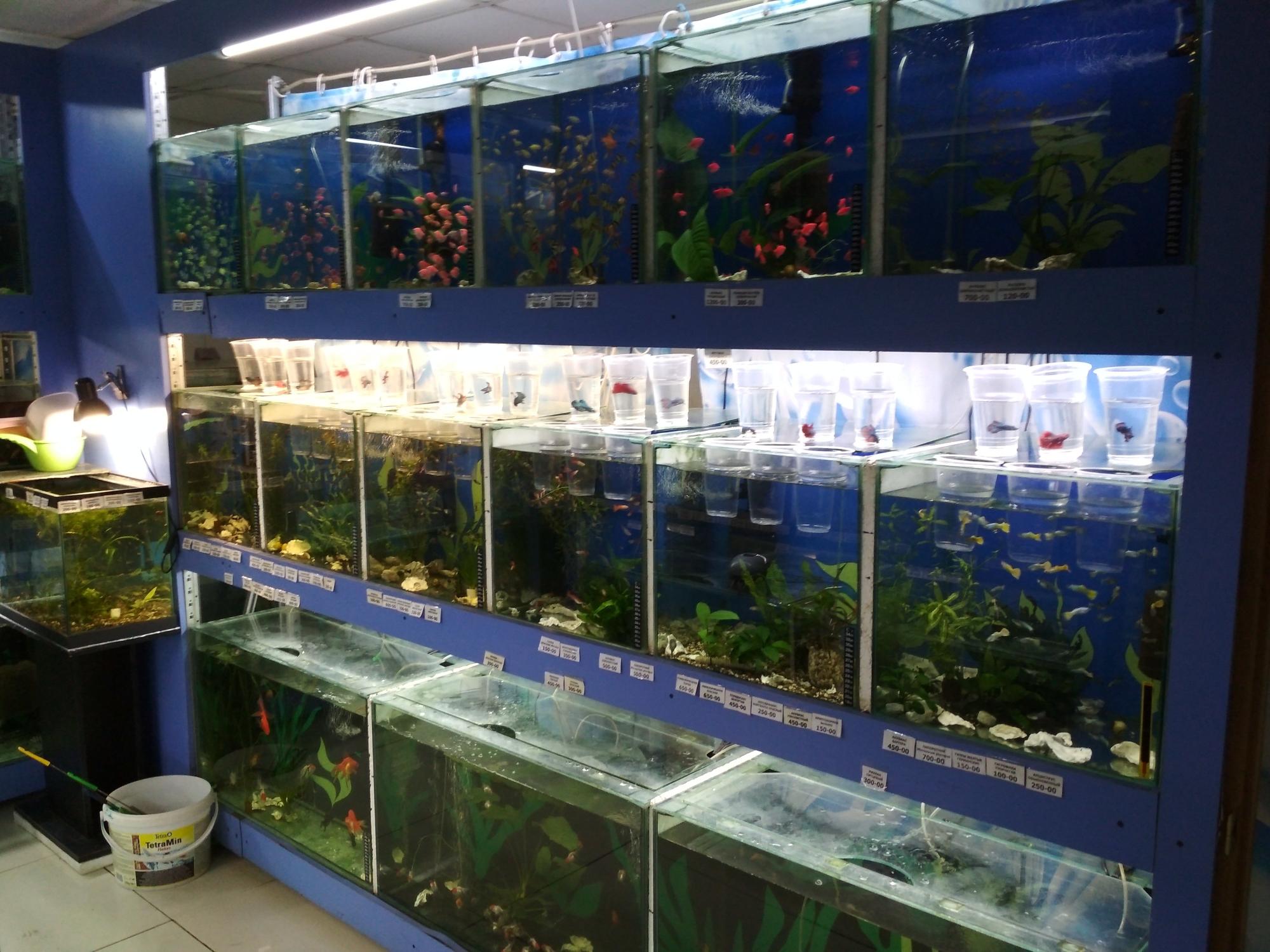 Магазин аквариумных рыбок