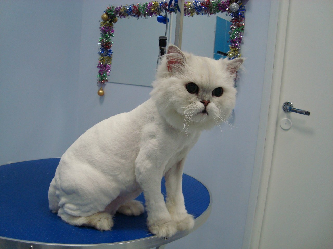 ПриВет, зоопарикмахерская на улице Коллонтай в Санкт-Петербурге ...