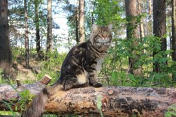 Питомник кошек Мармичел, с рейтингом 4.6 - находится по адресу Республика Татарстан, Набережные Челны, 10-й проезд, 5 