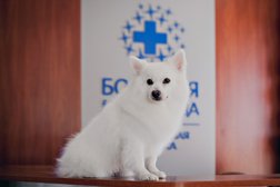 Ветеринарная клиника Большая медведица, с рейтингом 4.5 - находится по адресу Краснодар, микрорайон Дубинка, улица Маяковского, 150 