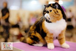 Груминг-салон BarberGroom, с рейтингом 2.7 - находится по адресу Воронеж, улица 60 Армии, 26 