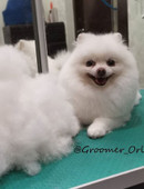 Орлова Евгения