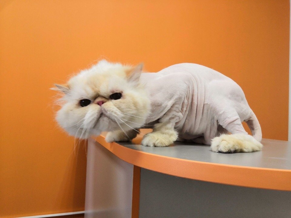 Ветеринарная клиника Ирбис в Воронеже на улице Владимира Невского ...