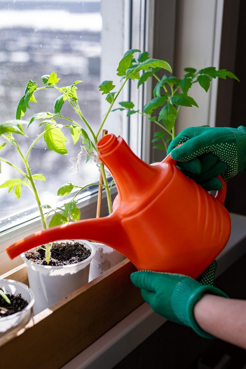 Рассада томатов